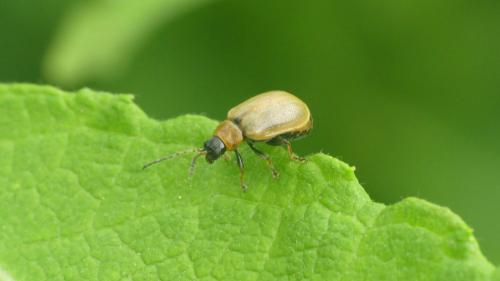 Lochmaea capreae